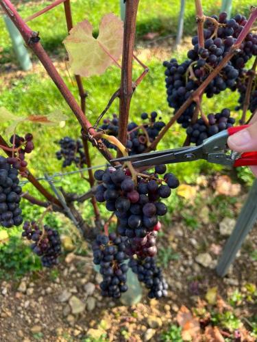 372bd304-af1d-4e55-b861-2a135265d8ed